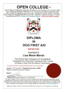 dog_first_aid