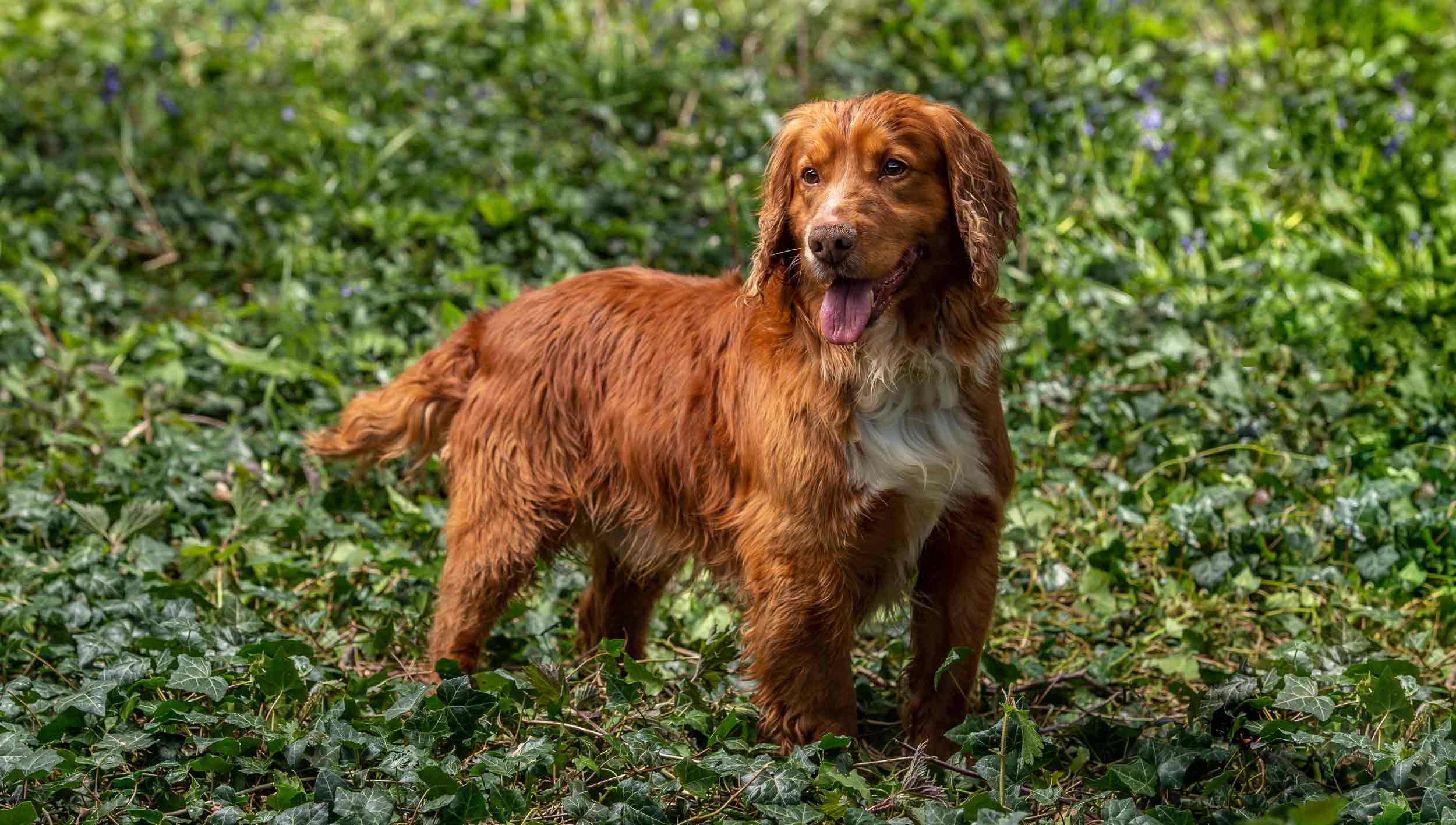 Dog Breeders Shropshire Ashford Kennels Market Drayton