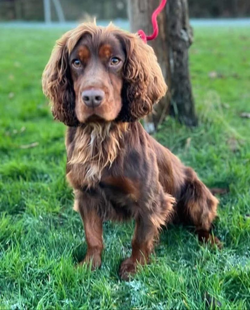 Working Cocker Spaniels - Ashford Kennels