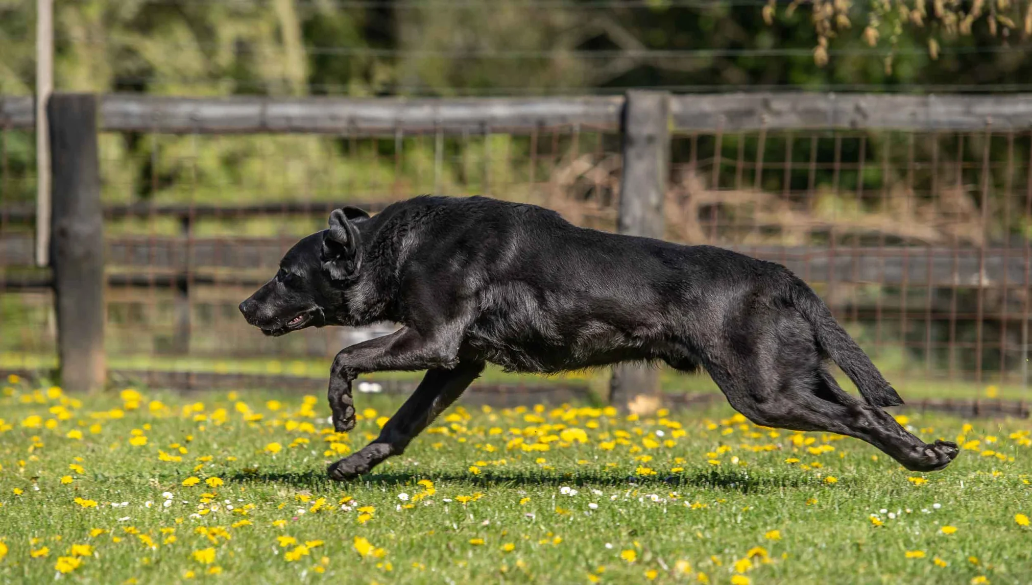 Dog Breeders Shropshire
