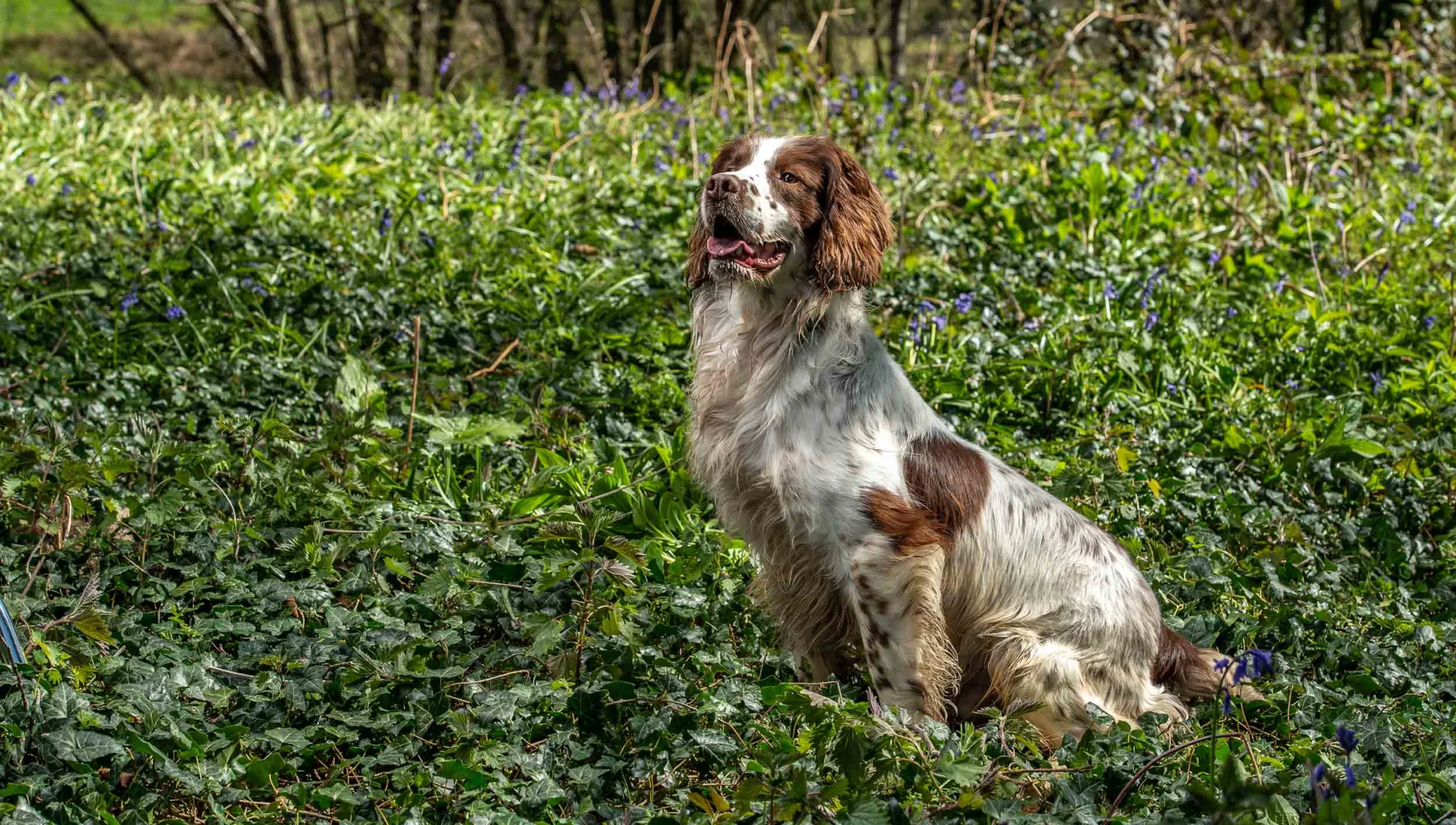 Dog Breeders Shropshire